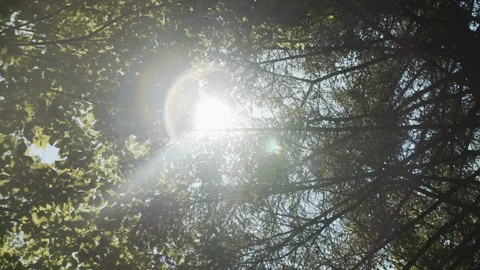 Cinematic view looking up at sun shining through tree leaves and branches, 4k Stock Footage 111933214