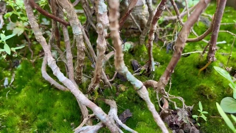 Cinematic View of Lush Green Moss and Intricate Tree Roots in a Bonsai Garden Stock Footage 340260044
