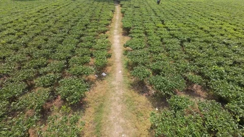 Cinematic View of Lush Green Tea Garden Plantation Landscape in Bangladesh Stock Footage 331436550