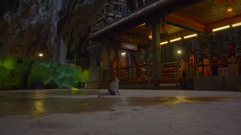 Cinematic view of monkey at batu cave at night Stock-Footage 111278124