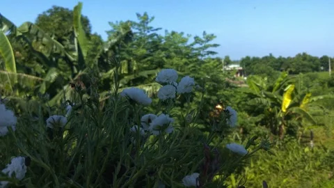 Cinematic view of nature Video stock 283345954