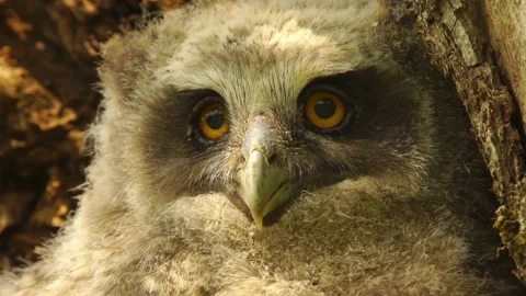 Cinematic View Of Owl, Wildlife In Deep Forest Stock Footage 323760133