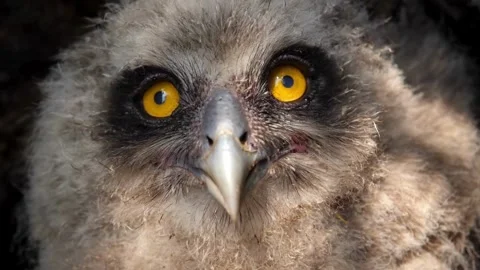 Cinematic View Of Owl, Wildlife In Deep Forest Stock Footage 323760159