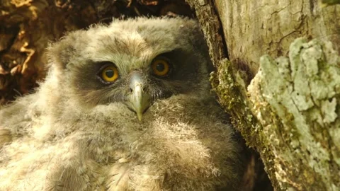 Cinematic View Of Owl, Wildlife In Deep Forest Stock Footage 323760191