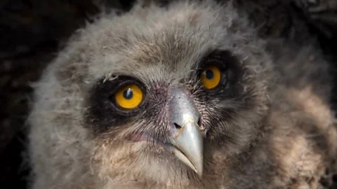 Cinematic View Of Owl, Wildlife In Deep Forest Stock Footage 323760344