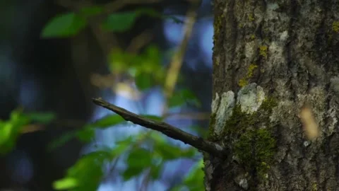Cinematic View Of Owl, Wildlife In Deep Forest Stock Footage 323760558