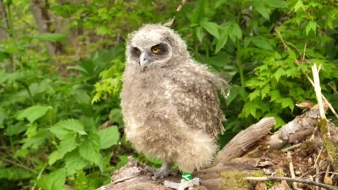 Cinematic View Of Owl, Wildlife In Deep Forest Stock Footage 323760945