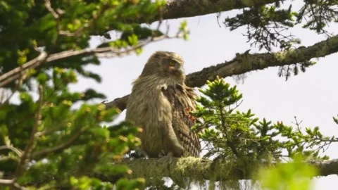 Cinematic View Of Owl, Wildlife In Deep Forest Stock Footage 323761007