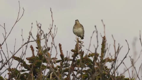 Cinematic View Of Owl, Wildlife In Deep Forest Stock Footage 323866341
