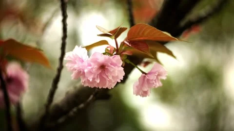 Cinematic View of Pink Double Cherry Blossoms Stock Footage 332681871