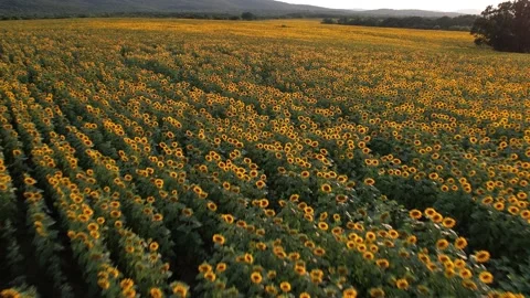 Cinematic view of plantations of sunflowers. Pull back 4K Drone Video Stock Footage 177037962