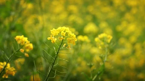 Cinematic view of a rapeseed flower during the spring time Stock Footage 334713500
