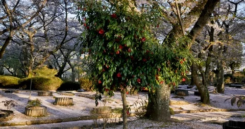 Cinematic view of Red flowers on tree in the middle of pink cherry blossom. Stock Footage 106642646