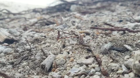 Cinematic view sand and pebbles on the beach 스톡 동영상 293947951