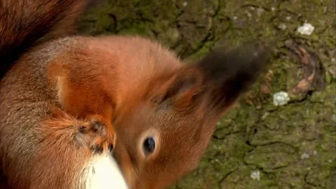 Cinematic View Of Squirrel, Wildlife In Deep Forest Stock Footage 323761063