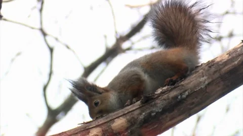 Cinematic View Of Squirrel, Wildlife In Deep Forest Stock Footage 323761080