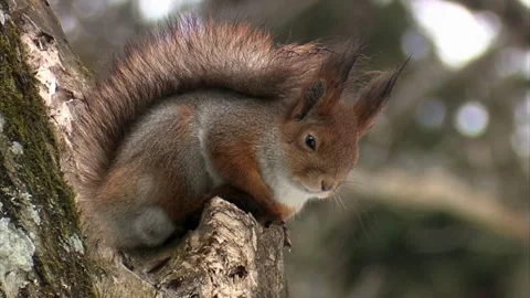 Cinematic View Of Squirrel, Wildlife In Deep Forest Stock Footage 323761232