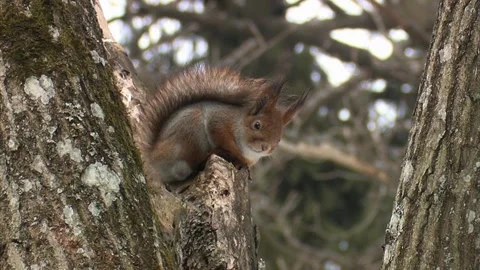 Cinematic View Of Squirrel, Wildlife In Deep Forest Stock Footage 323761233