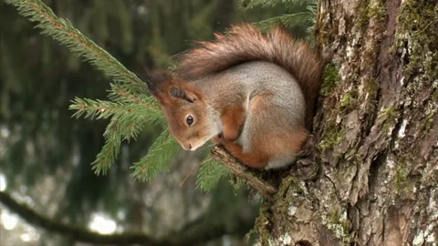 Cinematic View Of Squirrel, Wildlife In Deep Forest Stock Footage 323761276
