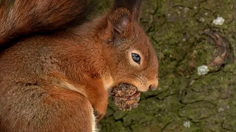Cinematic View Of Squirrel, Wildlife In Deep Forest Stock Footage 323761355