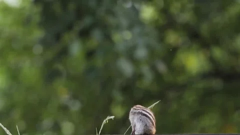 Cinematic View Of Squirrel, Wildlife In Deep Forest Stock Footage 323761407