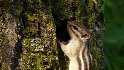 Cinematic View Of Squirrel, Wildlife In Deep Forest Stock Footage 323761445