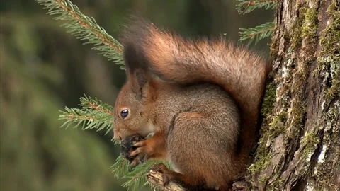 Cinematic View Of Squirrel, Wildlife In Deep Forest Stock Footage 323761713