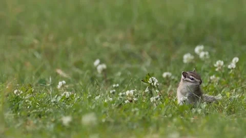 Cinematic View Of Squirrel, Wildlife In Deep Forest Stock Footage 323761784