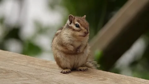 Cinematic View Of Squirrel, Wildlife In Deep Forest Stock Footage 323761807