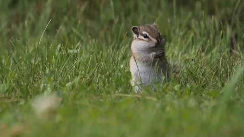 Cinematic View Of Squirrel, Wildlife In Deep Forest Stock Footage 323761935