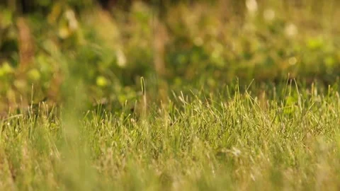 Cinematic View Of Squirrel, Wildlife In Deep Forest Stock Footage 323762122