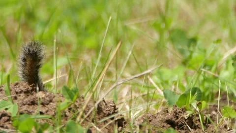Cinematic View Of Squirrel, Wildlife In Deep Forest Stock Footage 323762170