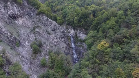 Cinematic View Of Squirrel, Wildlife In Deep Forest Stock Footage 323859636