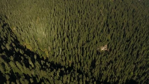 Cinematic View Of Squirrel, Wildlife In Deep Forest Stock Footage 323863688