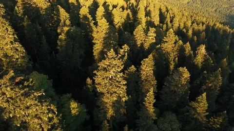 Cinematic View Of Squirrel, Wildlife In Deep Forest Stock Footage 323864157