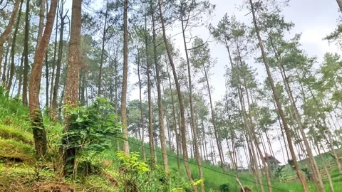 Cinematic View of Sunlight Shining Through Tall Slender Trees in a Deep Forest Stock-Footage 334584019