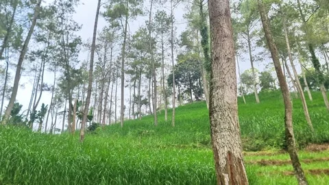 Cinematic View of Sunlight Shining Through Tall Slender Trees in a Deep Forest Stock Footage 334584020