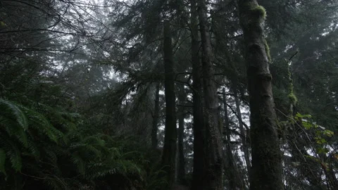 Cinematic view of trunks and lush, green foliage in the national park Stock Footage 232530677