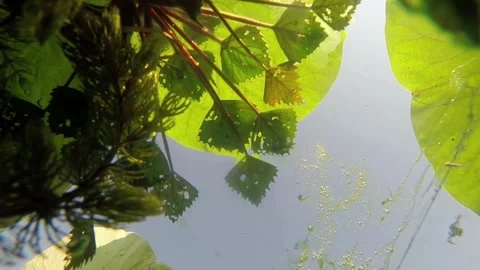 Cinematic View Of Volga River With Natural Beauty In Russia Video stock 323737814