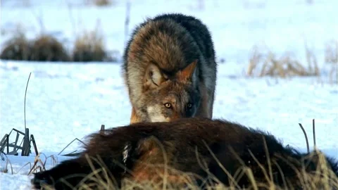 Cinematic View Of Wolf, Wildlife In Forest Stock Footage 323459282