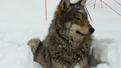 Cinematic View Of Wolf, Wildlife In Forest Stock Footage 323459382