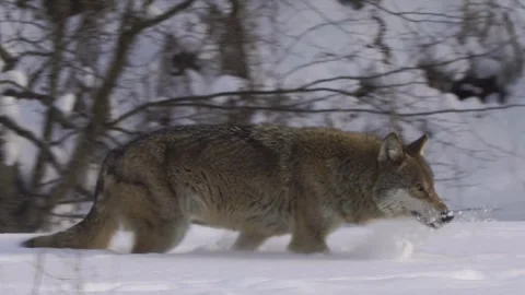 Cinematic View Of Wolf, Wildlife In Forest Stock Footage 323460141