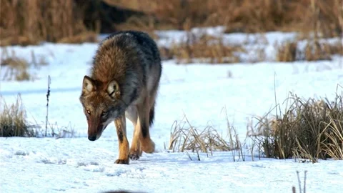 Cinematic View Of Wolf, Wildlife In Forest Stock Footage 323461071