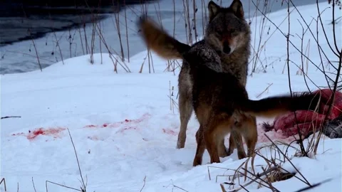 Cinematic View Of Wolf, Wildlife In Forest Stock Footage 323461476