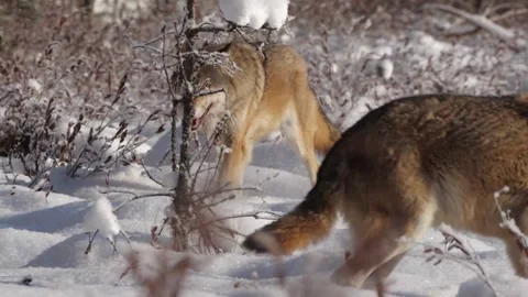 Cinematic View Of Wolf, Wildlife In Forest Stock Footage 323461859