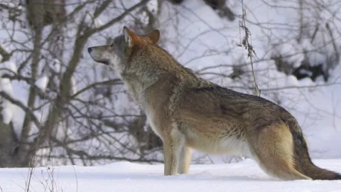 Cinematic View Of Wolf, Wildlife In Forest Stock Footage 323461904