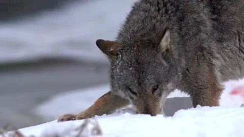 Cinematic View Of Wolf, Wildlife In Forest Stock Footage 323462576