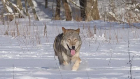Cinematic View Of Wolf, Wildlife In Forest Stock Footage 323462686