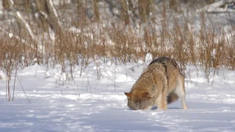 Cinematic View Of Wolf, Wildlife In Forest Stock Footage 323462776