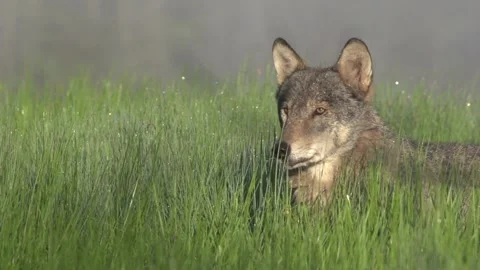 Cinematic View Of Wolf, Wildlife In Forest Stock Footage 323462952